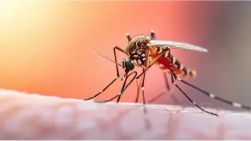 What Level of Platelets is Dangerous in Dengue?